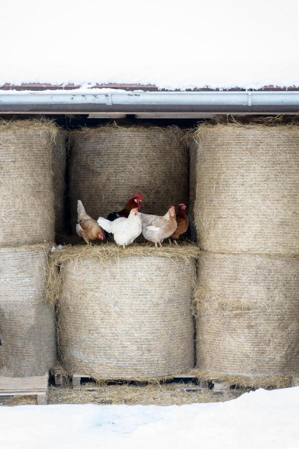 Agroturistika - "Domecek U Ovecek" Villa Horní Těrlicko Kültér fotó